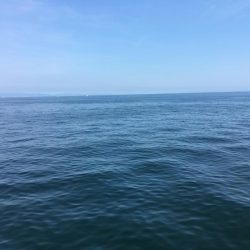 アジ、エソのみツバスは見てるだけ